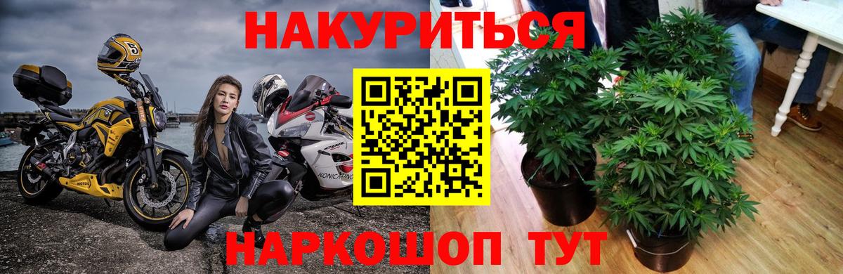 Бошки Шишки планчик Тобольск